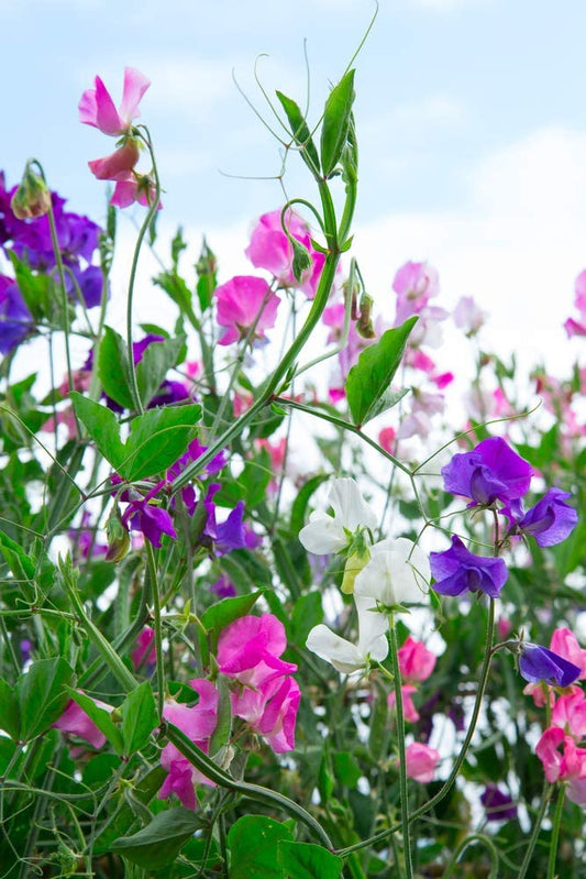 Mammoth Mix Sweet Pea Flower, 25 Seeds Per Packet