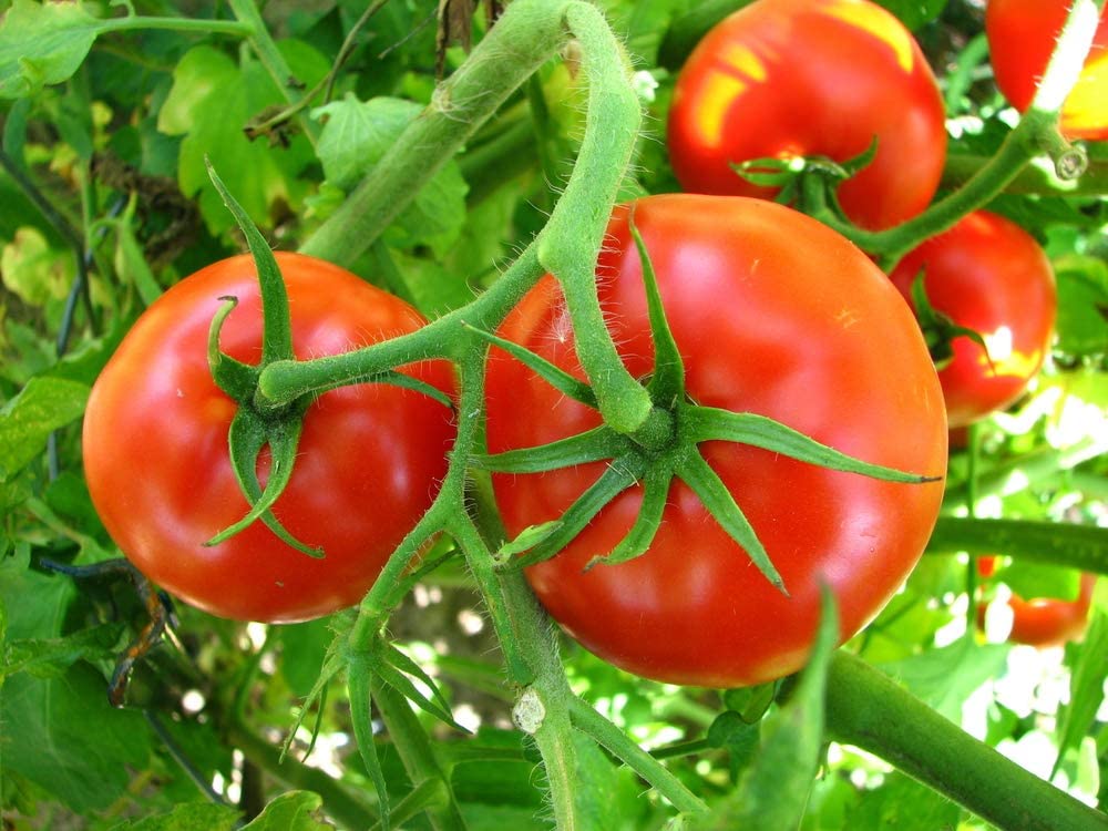 Caribe Tomato, 100 Heirloom Seeds Per Packet, Non GMO Seeds