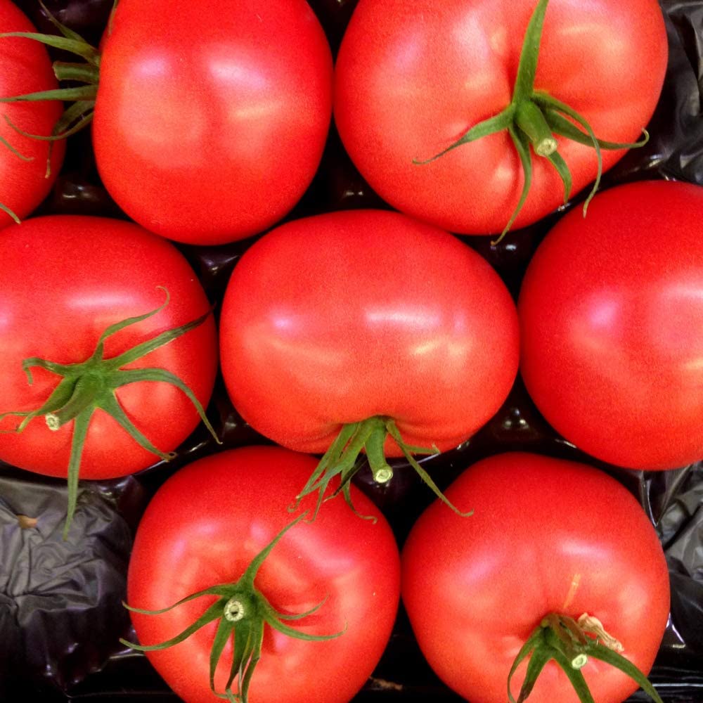 Caribe Tomato, 100 Heirloom Seeds Per Packet, Non GMO Seeds