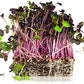 Rambo Radish Seeds, Microgreens, 200+ Heirloom Seeds Per Packet, Non GMO Seeds