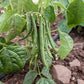 Tendergreen Bush Bean, 50 Heirloom Seeds Per Packet, Non GMO Seeds