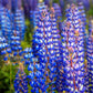 Lupine Blue Russell, 25 Seeds Per Packet, Non GMO Seeds