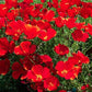 Red Chief California Poppy, 2000 Seeds Per Packet