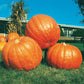 Big Max Pumpkin Seeds, 20 Heirloom Seeds Per Packet, Non GMO Seeds