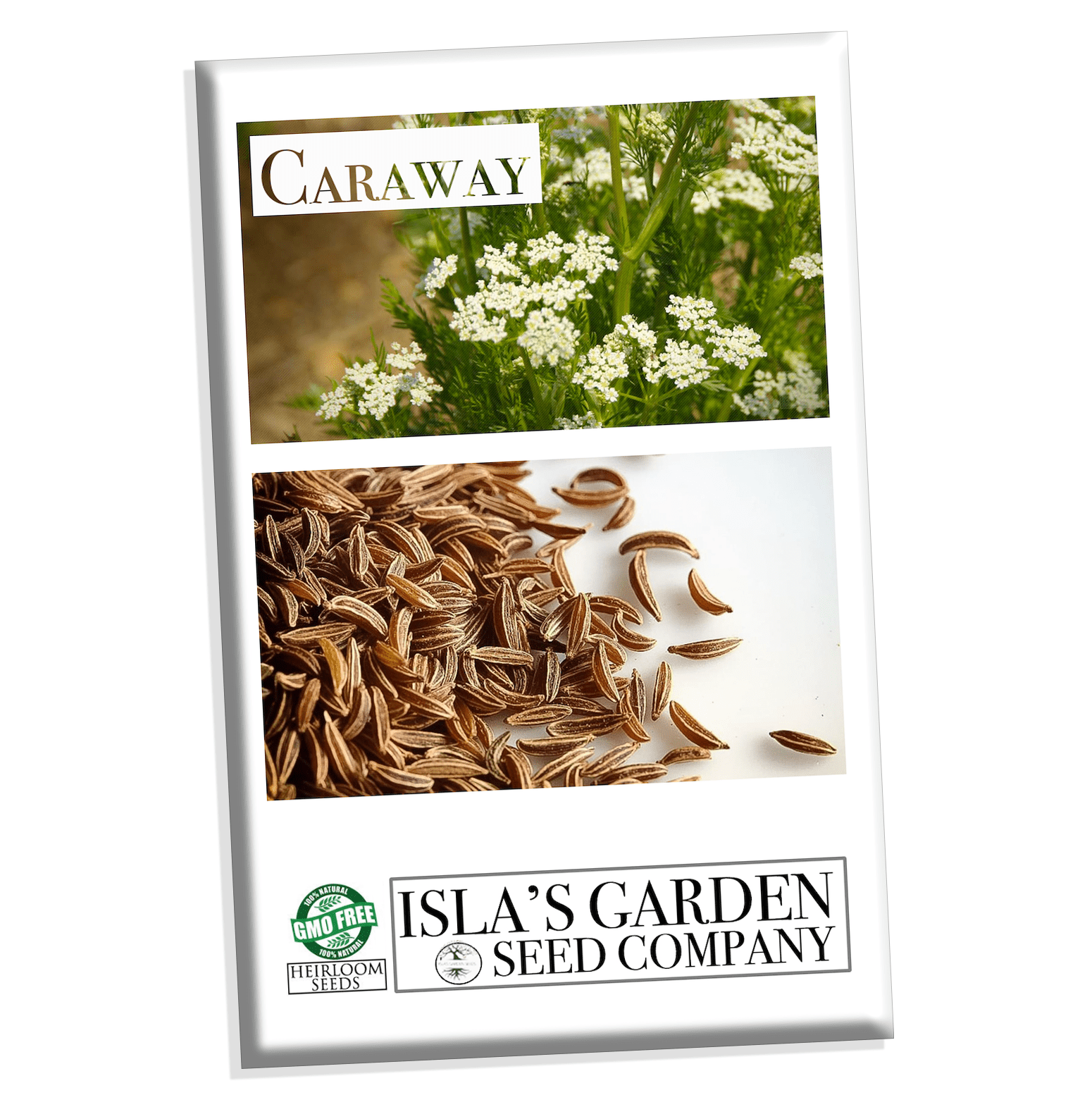 Caraway Herb Seeds, 100+ Heirloom Seeds Per Packet, Non GMO Seeds, , Scientific Name: Carum Carvi