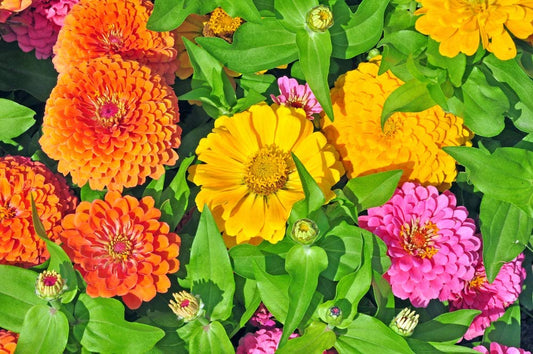 Zinnia California Giants Mix