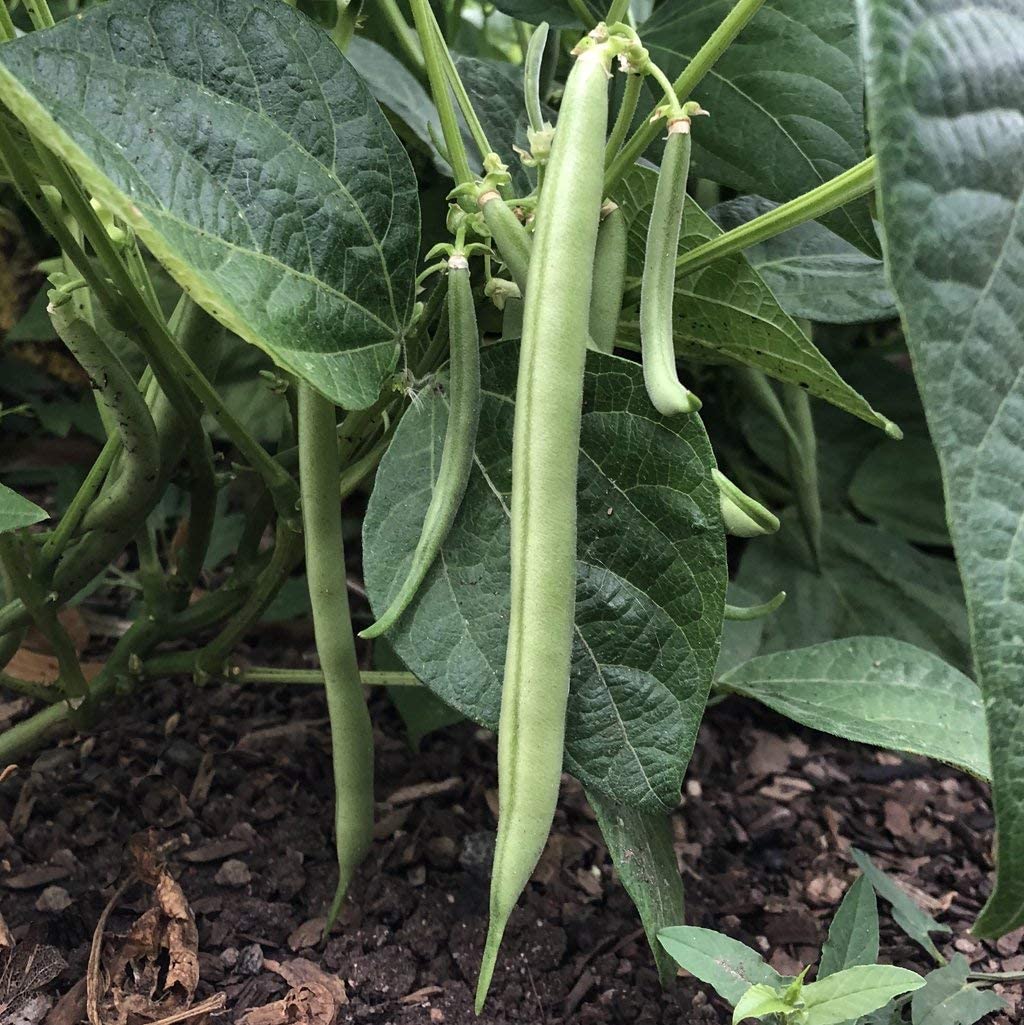 Slenderette Green Bean Bush Bean , 50 Heirloom Seeds Per Packet, Non GMO Seeds