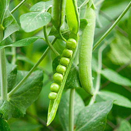 Lincoln Garden Pea, 50 Heirloom Seeds Per Packet, Non GMO Seeds