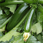 Dark Green Zucchini Seeds, 50+ Heirloom Seeds Per Packet, Non GMO Seeds, Botanical Name: Cucurbita Pepo
