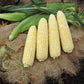 "Awesome XR" Bi-Color Sweet Corn, 50+ Seeds Per Packet, Non GMO Seeds, Botanical Name: Zea mays