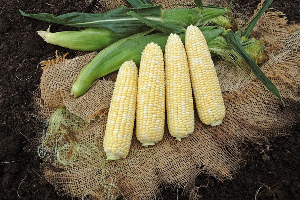 "Awesome XR" Bi-Color Sweet Corn, 50+ Seeds Per Packet, Non GMO Seeds, Botanical Name: Zea mays