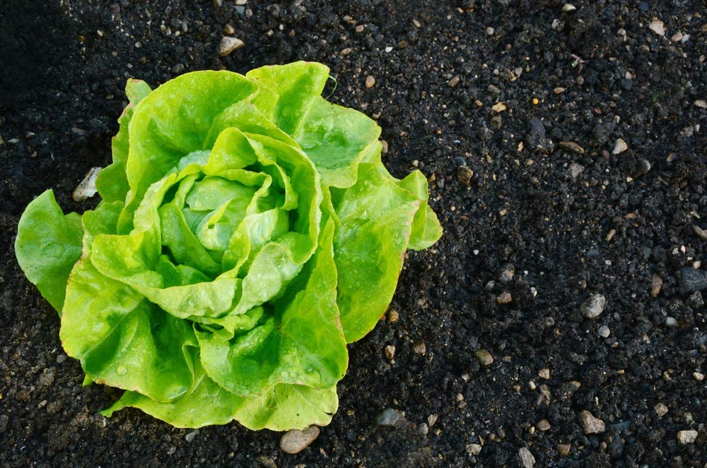 Tom Thumb Butterhead Lettuce Seeds, 1000+ Heirloom Seeds Per Packet, Non GMO Seeds, Botanical Name: Lactuca sativa