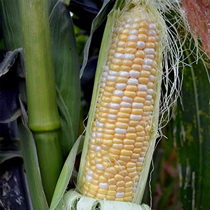 Serendipity BiColor Sweet Corn, 75+ Heirloom Seeds Per Packet, Non GMO Seeds, Botanical Name: Zea Mays