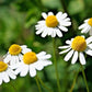 Common German Chamomile, 1000 Heirloom Seeds Per Packet, Non GMO Seeds