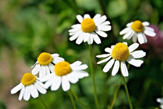 Common German Chamomile, 1000 Heirloom Seeds Per Packet, Non GMO Seeds