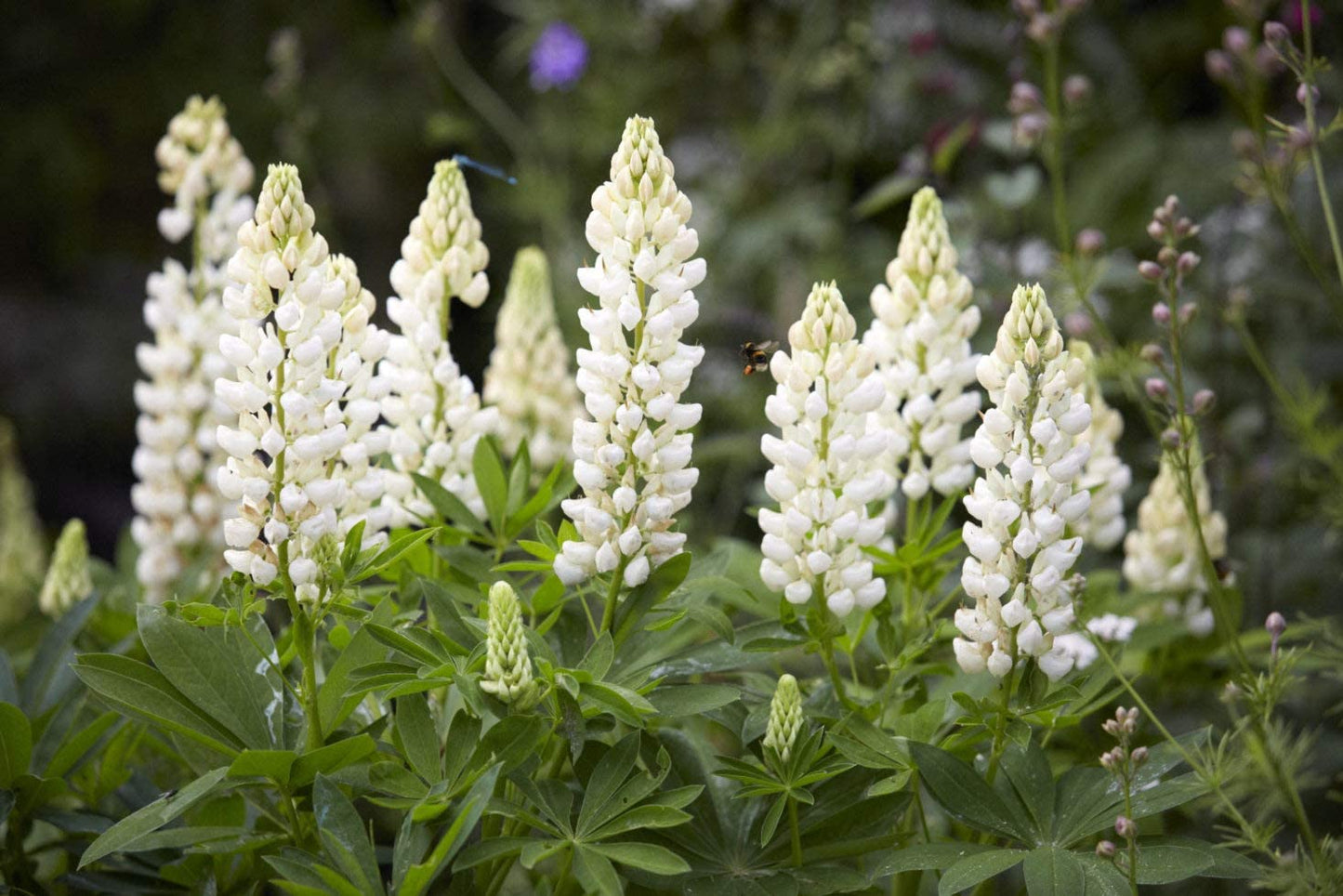 White Russell Lupine, 100 Seeds Per Packet, Non GMO Seeds
