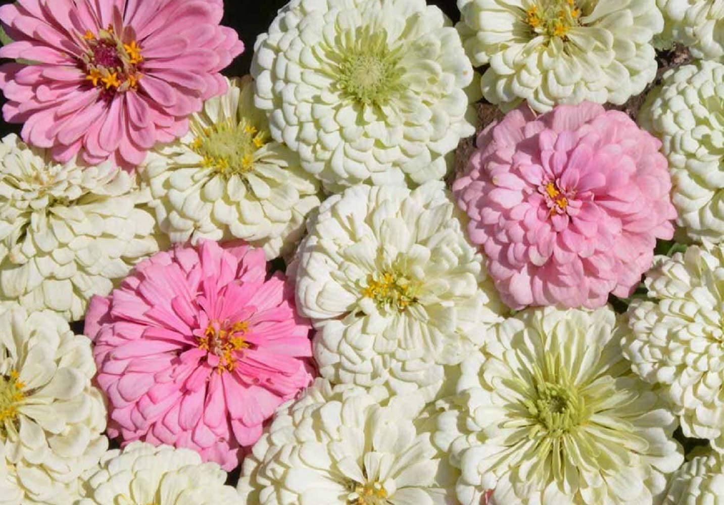 Blushing Bride Zinnia Mix, 200 Flower Seeds Per Packet