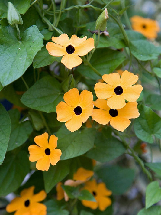 Black-Eyed Susan Vine, 25 Seeds Per Packet