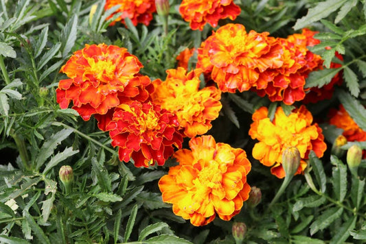 Sparky Mix Marigolds