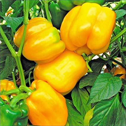 Sunbright Yellow Sweet Pepper, 50 Heirloom Seeds Per Packet, Non GMO Seeds