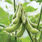 Soybeans, 25 Heirloom Seeds Per Packet, Non GMO Seeds