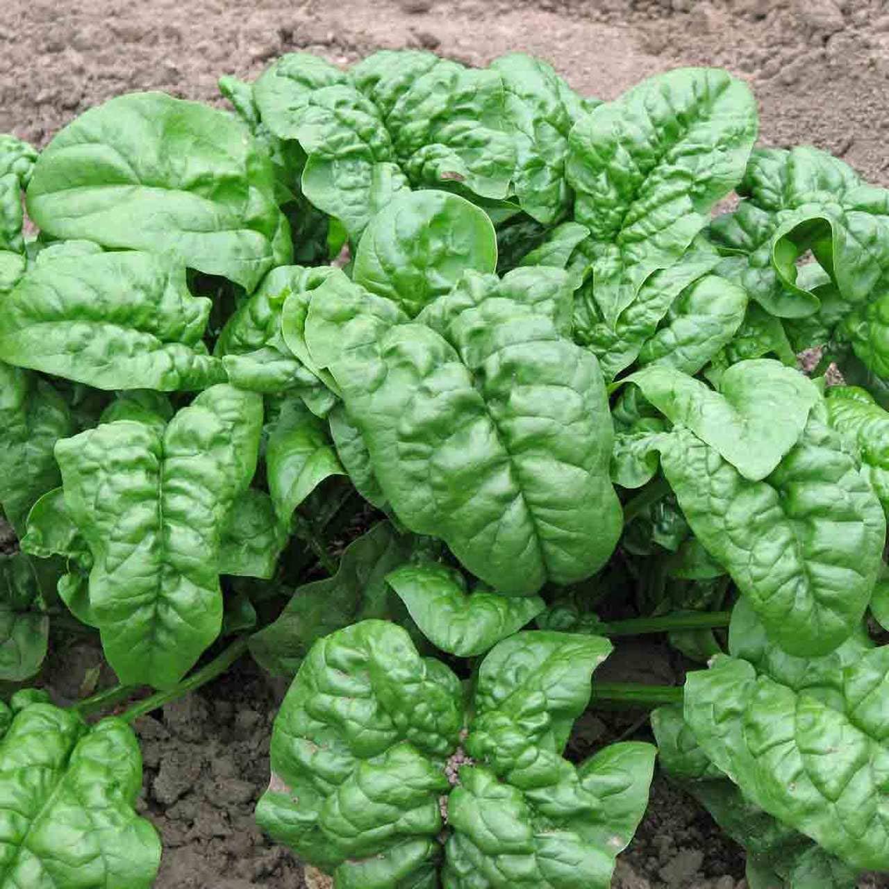 Giant Noble Spinach, 100 Heirloom Seeds Per Packet, Non GMO Seeds