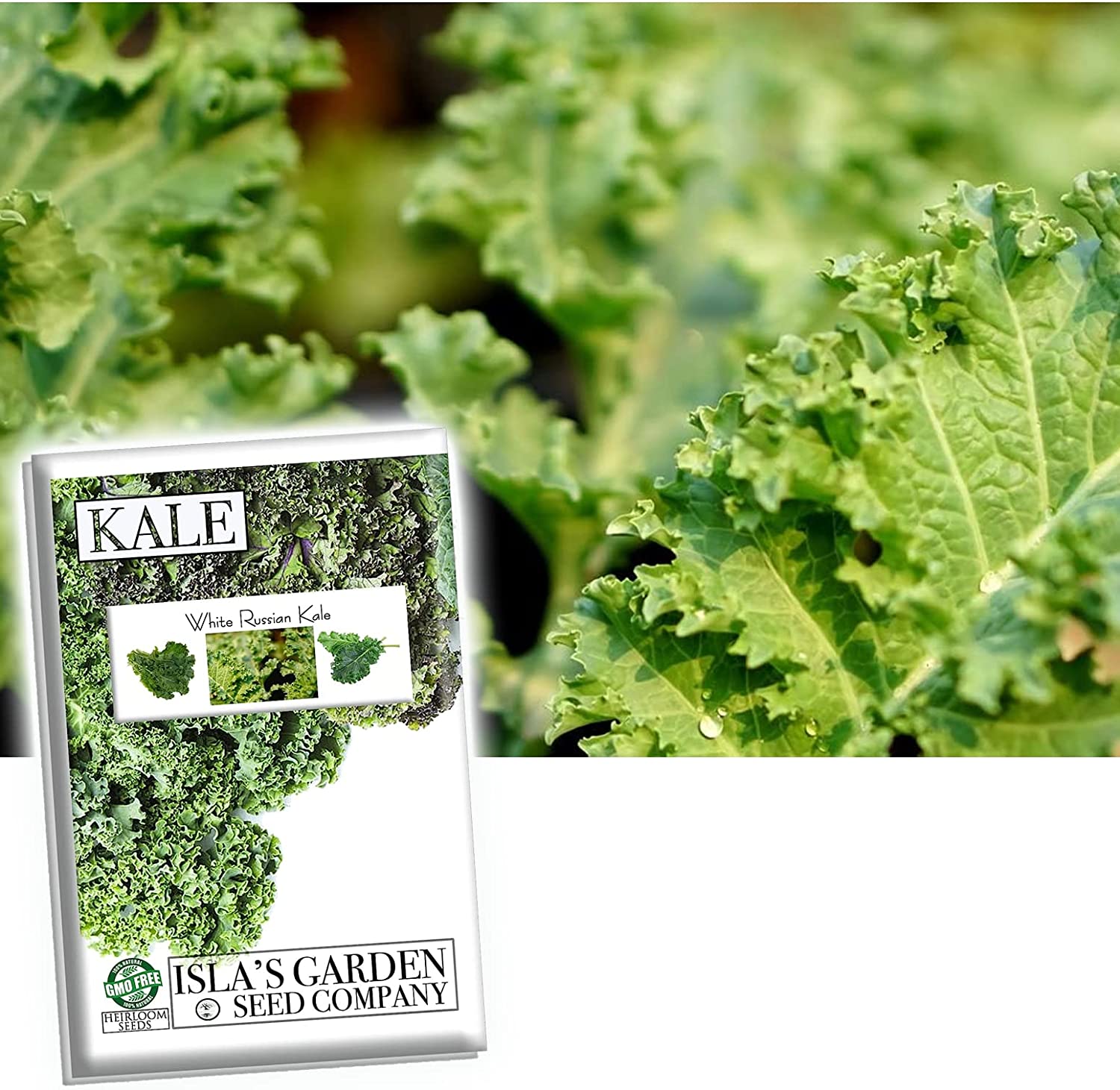 White Russian Kale Seeds for Planting, 1000+ Heirloom Seeds Per Packet, Isla's Garden Seeds , Non GMO Seeds, Botanical Name: Brassica Napus, Great Home Garden Gift