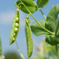 Perfection Dark Seeded Garden Pea, 50 Heirloom Seeds Per Packet, Non GMO Seeds