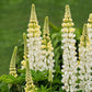White Russell Lupine, 100 Seeds Per Packet, Non GMO Seeds