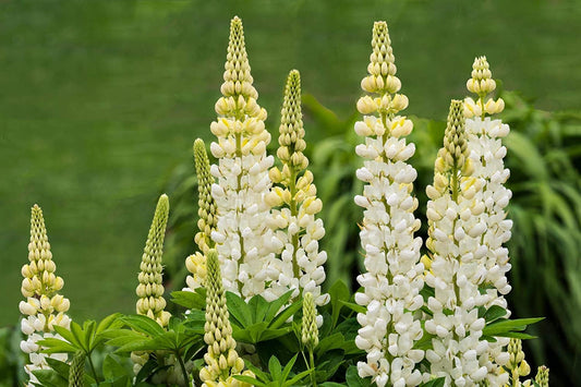 White Russell Lupine, 100 Seeds Per Packet, Non GMO Seeds