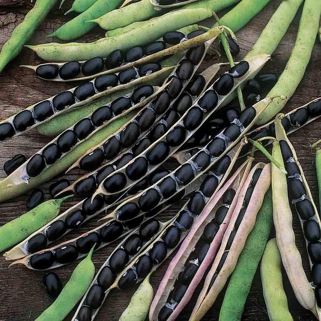 Black Valentine Bush Bean, 50 Heirloom Seeds Per Packet, Non GMO Seeds