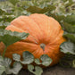Atlantic Giant Pumpkin, 15 Heirloom Seeds Per Packet, Non GMO Seeds