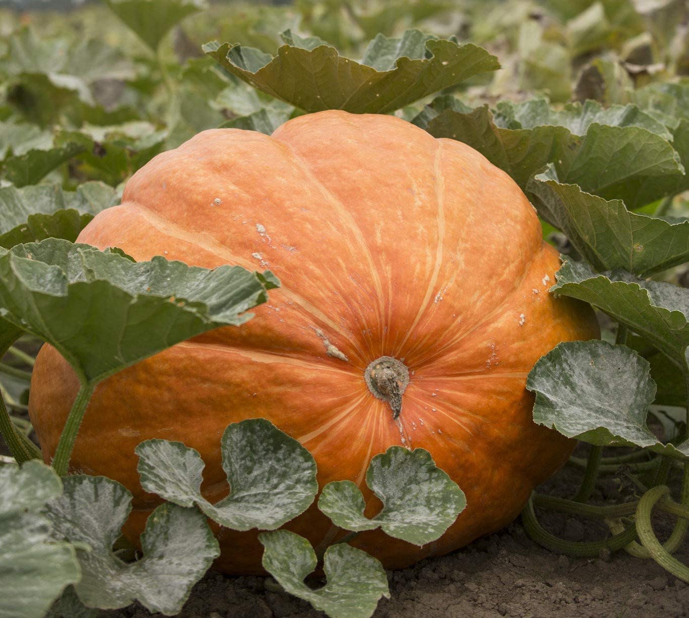 Atlantic Giant Pumpkin, 15 Heirloom Seeds Per Packet, Non GMO Seeds