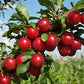 American Red Plum Tree Seeds, 5 Seeds Per Packet