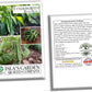 Tendergreen Bush Bean, 50 Heirloom Seeds Per Packet, Non GMO Seeds