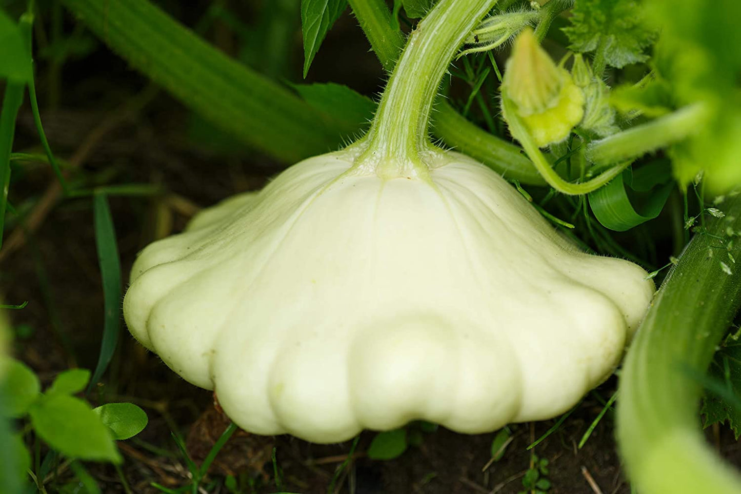 Early White Bush Scallop Summer Squash, 30 Heirloom Seeds Per Packet, Non GMO Seeds