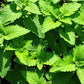 Catnip Herb, 1000 Heirloom Seeds Per Packet, Non GMO Seeds