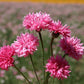 Bachelor Button "Pinkie", 200 Flower Seeds Per Packet