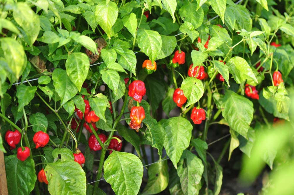 Caribbean Red Habañero, 25 Heirloom Seeds Per Packet, Non GMO Seeds