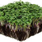 Basic Salad Mix Microgreens, 300 Heirloom Seeds Per Packet, Non GMO Seeds