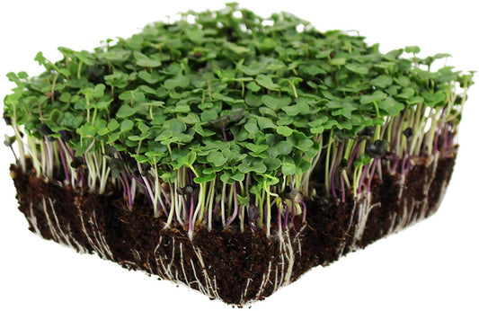 Basic Salad Mix Microgreens, 300 Heirloom Seeds Per Packet, Non GMO Seeds