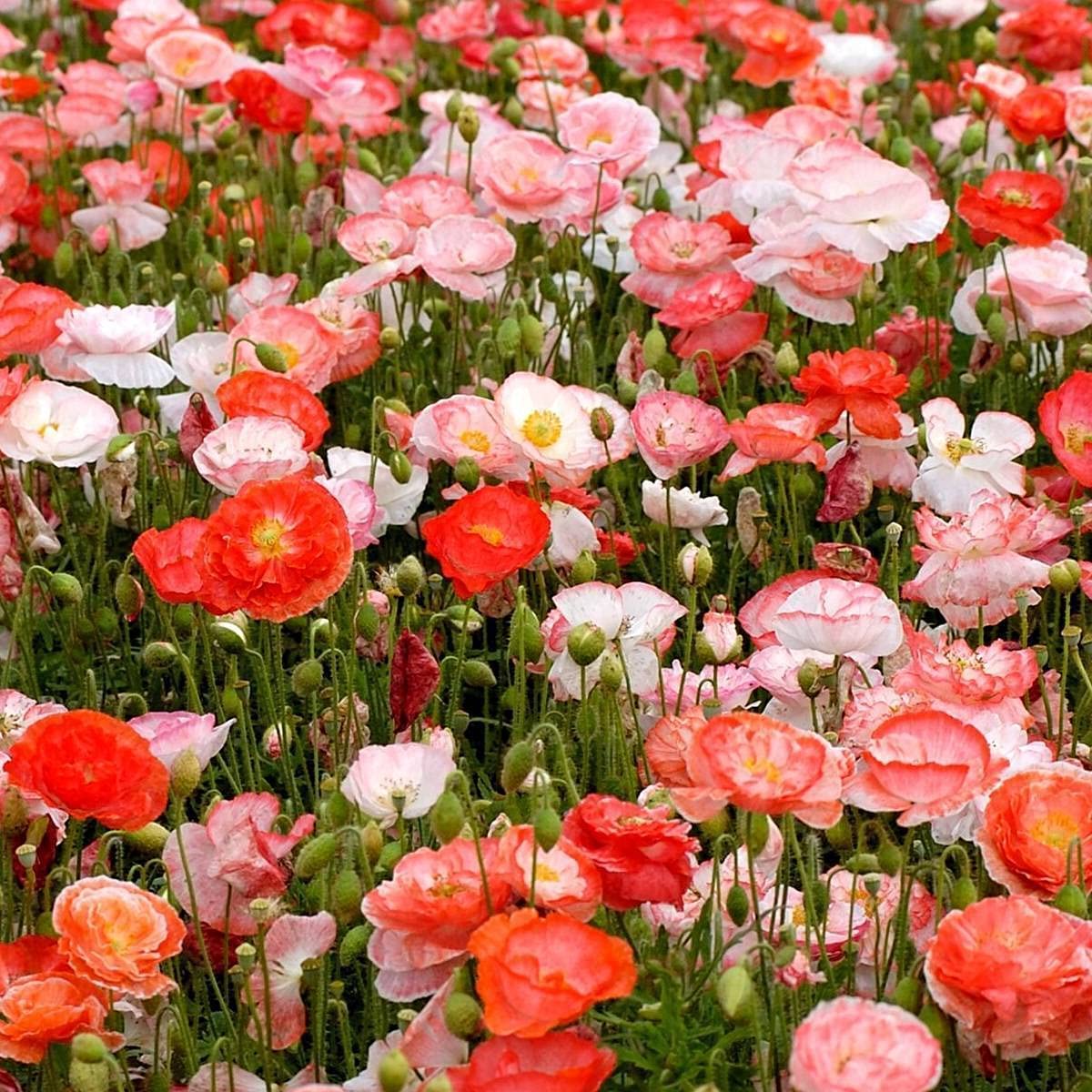 Double Shirley Poppy Mix, 3000 Seeds Per Packet