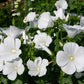 Rose Mallow Dwarf White, 100 Seeds Per Packet, Non GMO Seeds