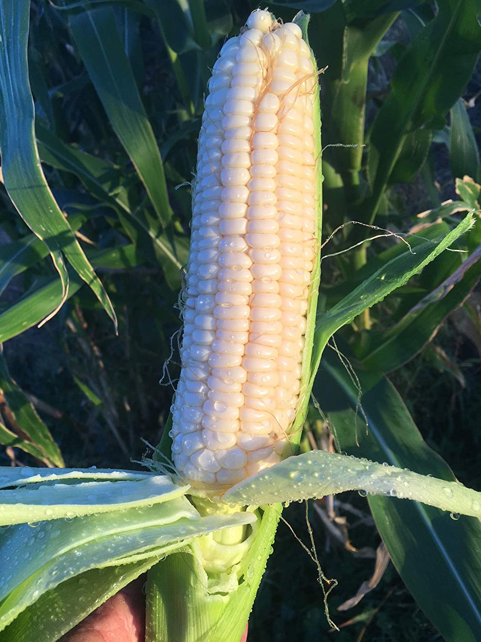 Silver Queen Corn, 50 Heirloom Seeds Per Packet, Non GMO Seeds, Botani