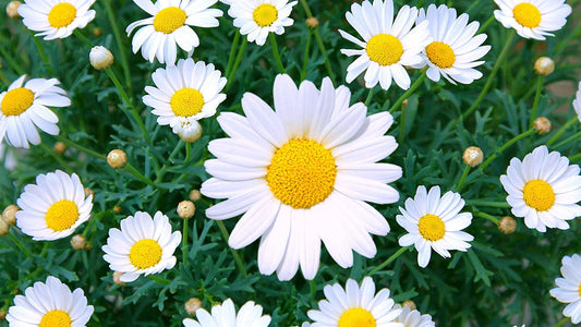 Shasta Daisy Flowers, 1500 Seeds Per Packet, Non GMO Seeds