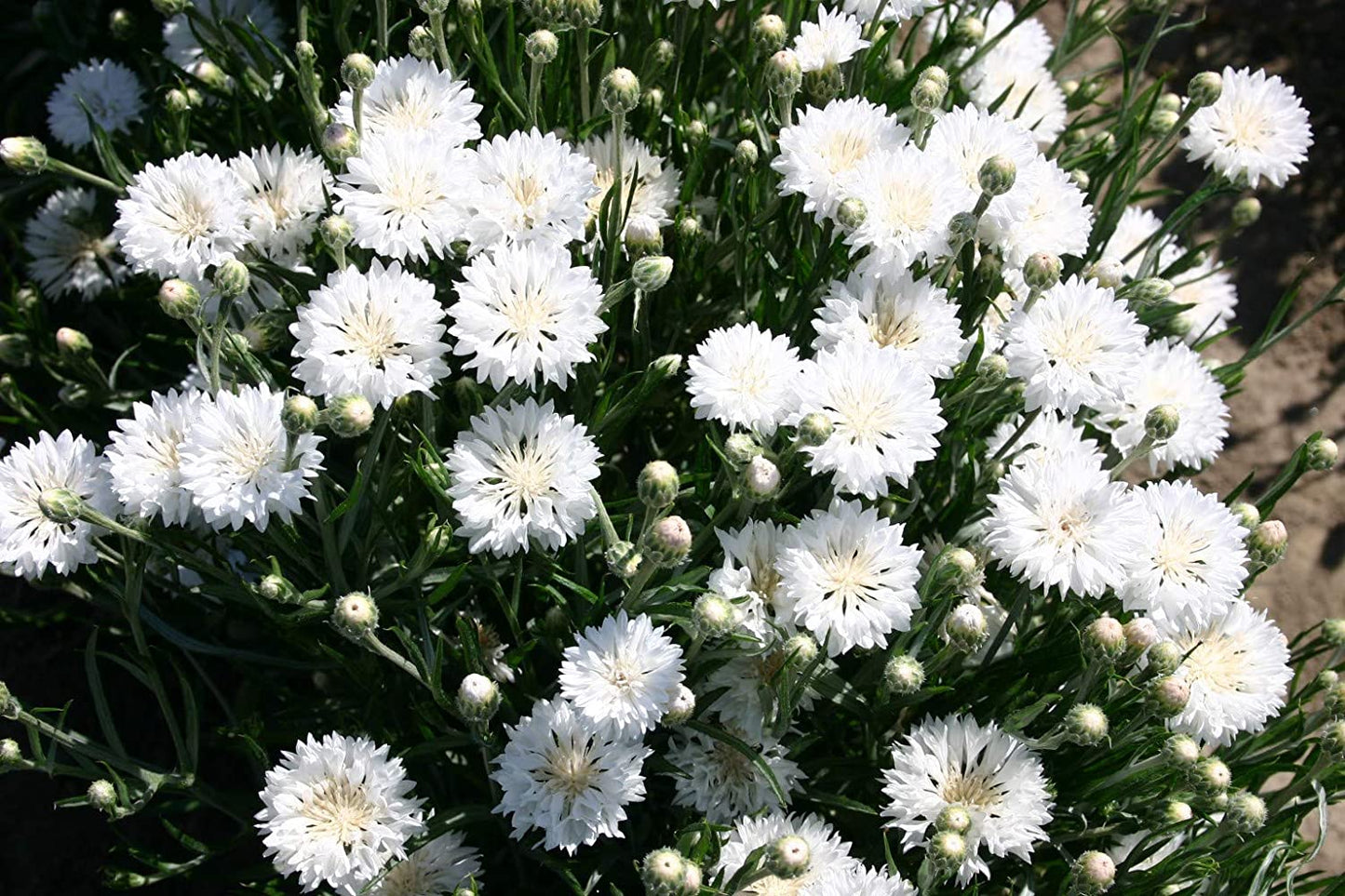 Bachelor Button Dwarf White, 200 Seeds Per Packet, Non GMO Seeds