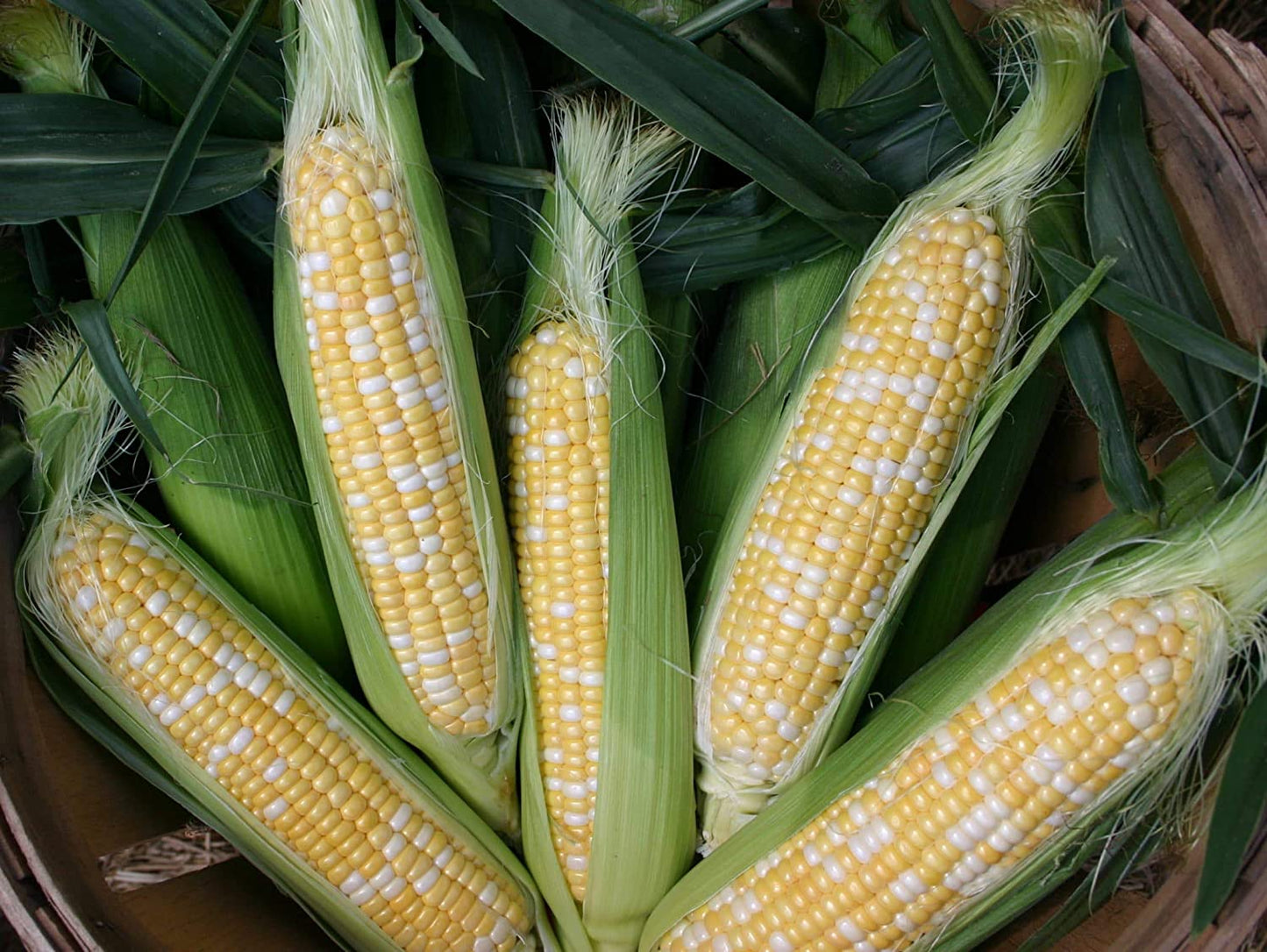 "Fantastic XR" Bi-Color Sweet Corn, 50+ Heirloom Seeds Per Packet, Non GMO Seeds, Botanical Name: Zea mays