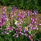 Toadflax Fairy Dwarf Mix, 5000 Seeds Per Packet