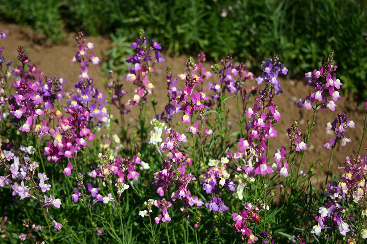 Toadflax Fairy Dwarf Mix, 5000 Seeds Per Packet