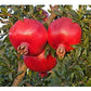 Pomegranate Tree Seeds for Planting, 30+ Fruit Tree Seeds, Tall & Beautiful Tree, Isla's Garden Seeds , 85% Germination Rates, Great Home Garden Gift